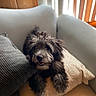 dog, couch, pillow, indoor, pet, furry, black, gray, cozy, relaxed, wood, window, natural_light, smiling, fur, animal, home, comfort, sitting, canine