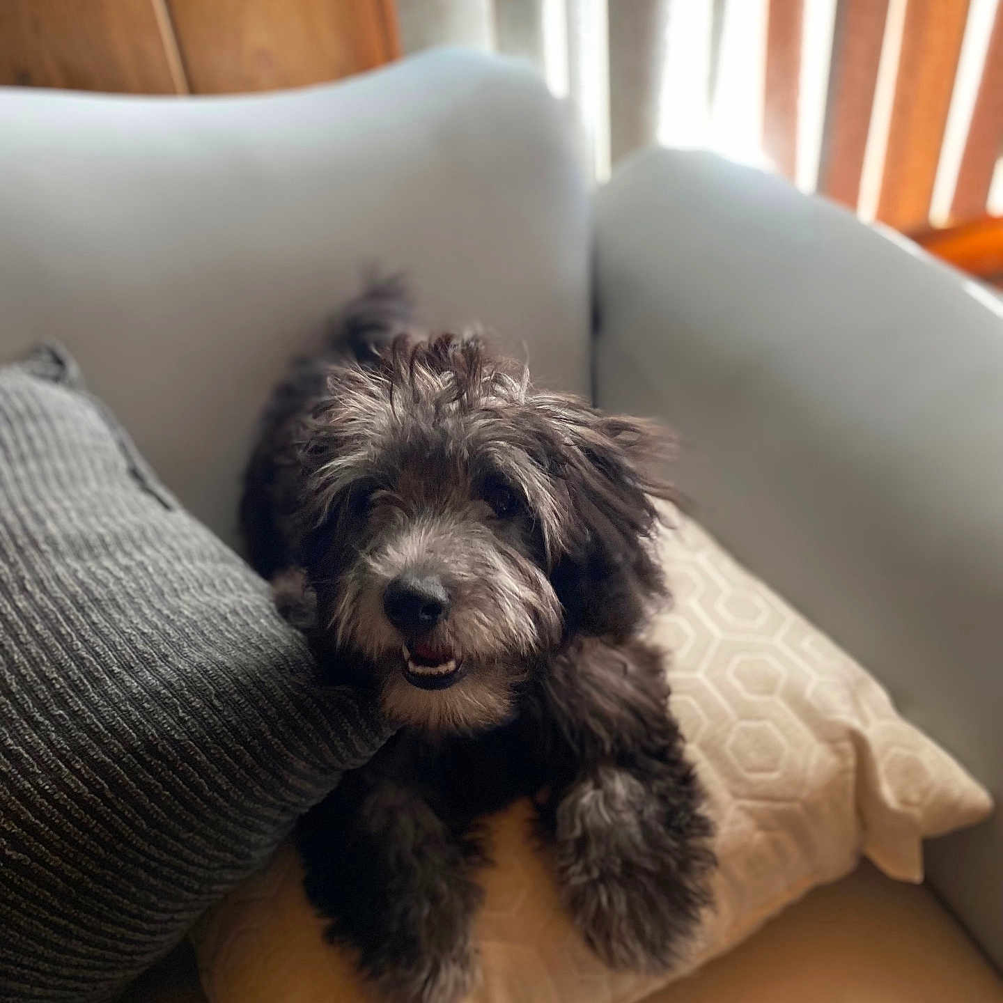 Milo Hogan is registered to the contest to win money with this photo: dog, couch, pillow, indoor, pet, furry, black, gray, cozy, relaxed, wood, window, natural_light, smiling, fur, animal, home, comfort, sitting, canine