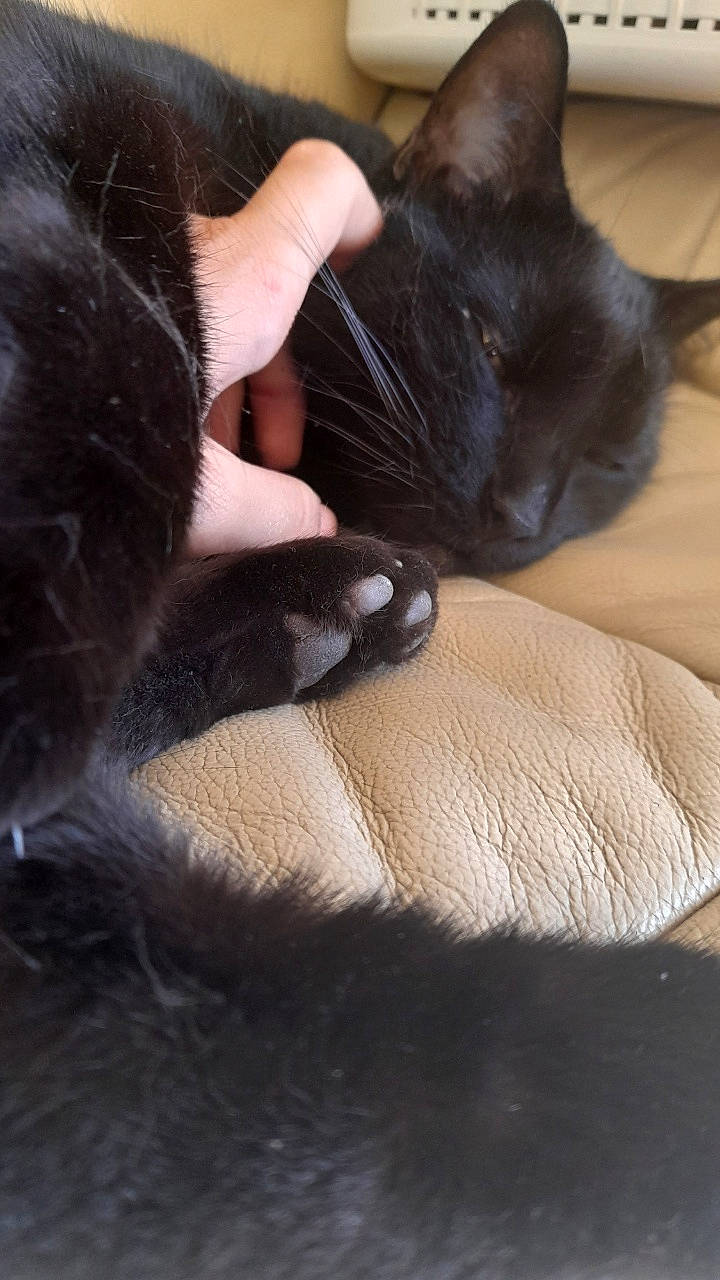 Dali a rejoint le concours — aidez-le/la à gagner de superbes lots ! black_cat, bombay, carnivore, cat, claw, comfort, domestic_short_haired_cat, ear, felidae, foot, fur, gesture, human_leg, lap, linens, nail, paw, small_to_medium_sized_cats, tail, whiskers