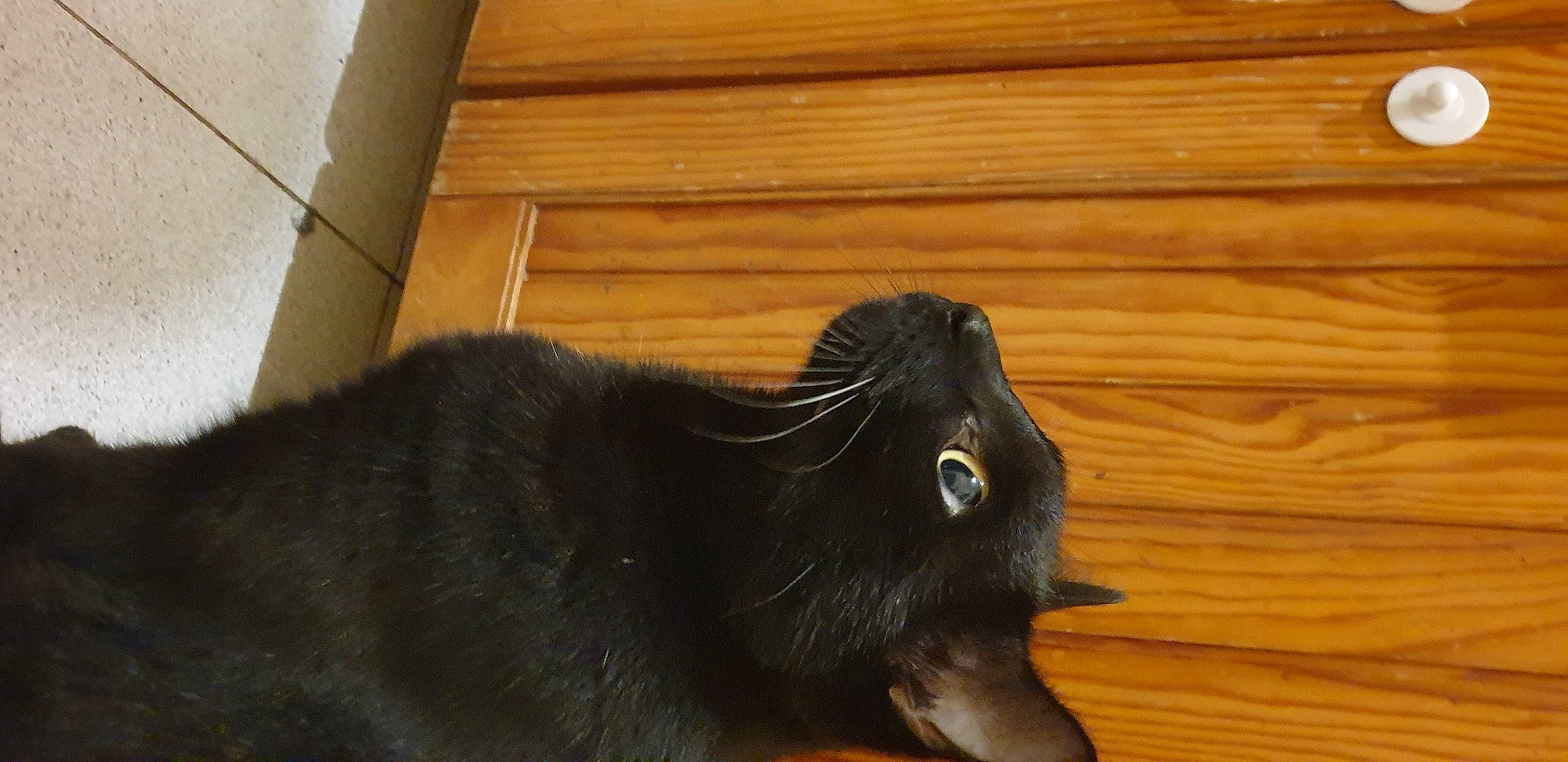 Dali participe au concours pour gagner de l'argent avec cette photo : black_cat, carnivore, dog_breed, domestic_short_haired_cat, felidae, flooring, fur, hardwood, liver, plank, plywood, rodent, small_to_medium_sized_cats, snout, tail, terrestrial_animal, varnish, whiskers, wood, wood_stain