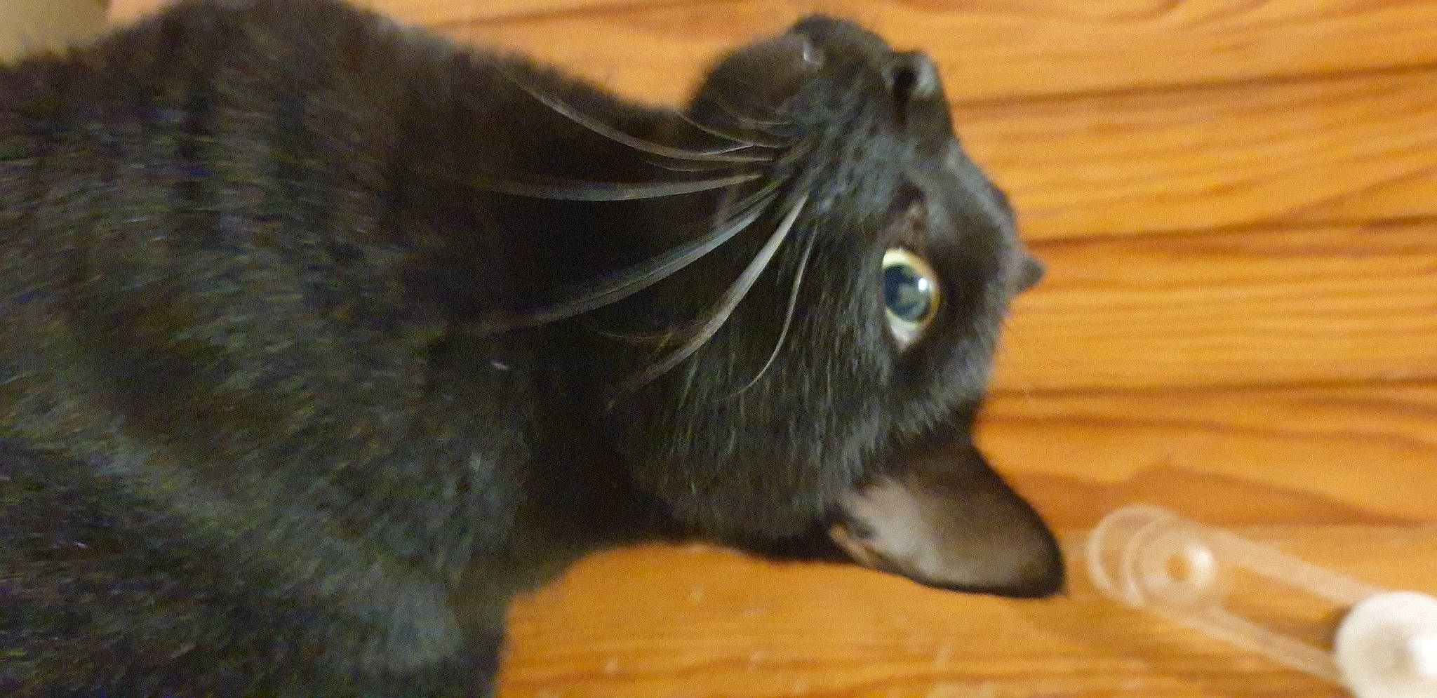 Dali a rejoint le concours — aidez-le/la à gagner de superbes lots ! black_cat, bombay, carnivore, cat, claw, dog_breed, domestic_short_haired_cat, ear, fawn, felidae, fur, hardwood, liver, paw, small_to_medium_sized_cats, snout, tail, terrestrial_animal, whiskers, wood