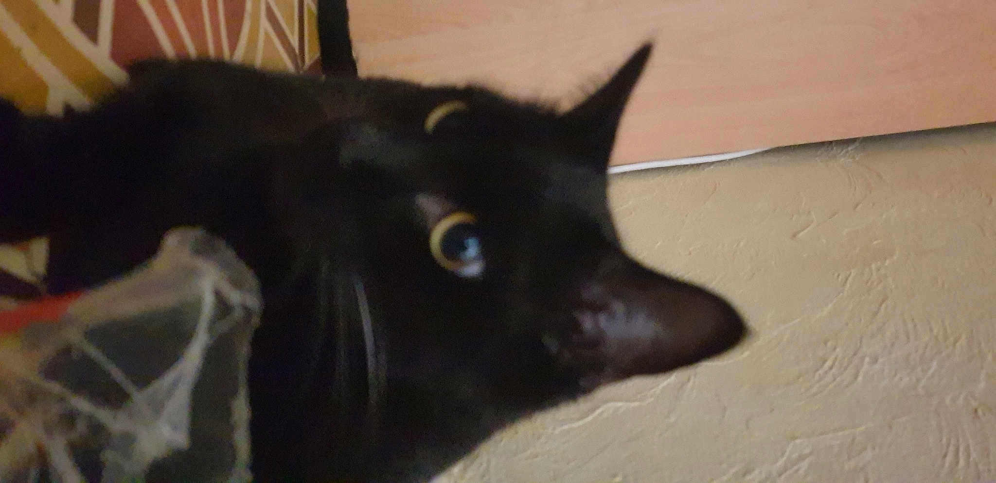 Minou