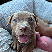 Ares joined the competition — help win amazing prizes! puppy, dog, puppy_face, tongue_out, paws, bed, blanket, plush_toy, pink_toy, car_interior, car_seat, close_up, smiling, happy, cute, portrait, whiskers, nose, eyes, young_puppy