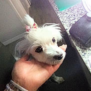 Bella is registered to the contest to win money with this photo: animal, bow, bracelets, countertop, cute, dog, domestic_animal, eyes, face, fur, granite, hand, indoor, jewelry, lighting, looking_up, pet, pet_accessory, small_dog, white_dog
