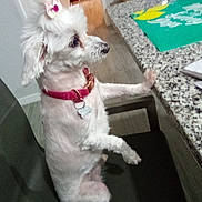 Bella joined the competition — help win amazing prizes! bow, chair, collar, countertop, curious, dog, domestic_animal, floor, fur, furniture, home, indoor, looking, paw, pet, seat, side_view, small_dog, tile_floor, white_dog