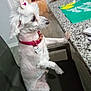 bow, chair, collar, countertop, curious, dog, domestic_animal, floor, fur, furniture, home, indoor, looking, paw, pet, seat, side_view, small_dog, tile_floor, white_dog