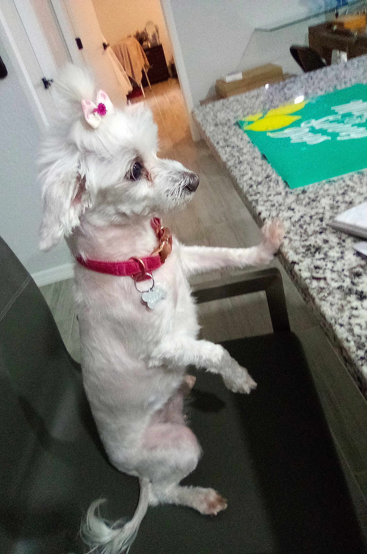 Bella