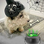 Bella is registered to the contest to win money with this photo: bone, carpet, cauldron, costume, cute, decorations, digital_overlay, dog, eyeball, floor, fur, green_smoke, halloween, indoor, pet, small_dog, spider, spider_web, white_dog, witch_hat