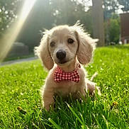 Beanie Weenie is registered to the contest to win money with this photo: puppy, dog, grass, bow_tie, outdoor, sunlight, greenery, cute, pet, animal, nature, blurred_background, adorable, young_dog, fluffy, sunbeam, portrait, small_dog, playful, summer