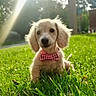 puppy, dog, grass, bow_tie, outdoor, sunlight, greenery, cute, pet, animal, nature, blurred_background, adorable, young_dog, fluffy, sunbeam, portrait, small_dog, playful, summer