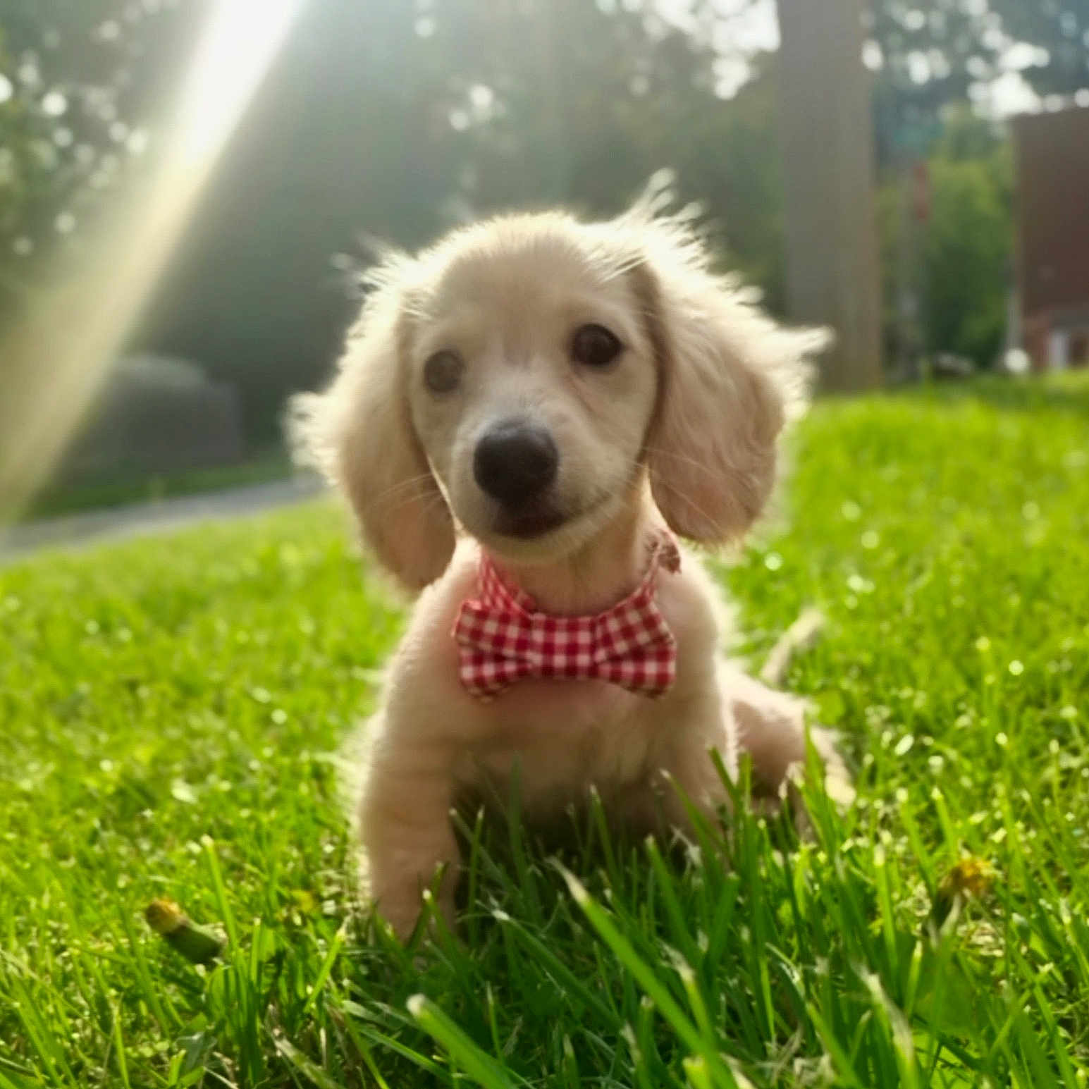 Beanie Weenie is registered to the contest to win money with this photo: puppy, dog, grass, bow_tie, outdoor, sunlight, greenery, cute, pet, animal, nature, blurred_background, adorable, young_dog, fluffy, sunbeam, portrait, small_dog, playful, summer
