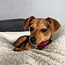 Mia a rejoint le concours — aidez-le/la à gagner de superbes lots ! puppy, dog, brown_fur, small_dog, indoors, blanket, cozy, couch, pink_collar, lying_down, relaxed, portrait, pet, animal, floppy_ears, dark_eyes, snout, home, soft_texture, cute
