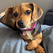 Mia participe au concours pour gagner de l'argent avec cette photo : dog, puppy, pet, animal, portrait, close_up, brown_fur, black_fur, floppy_ears, large_eyes, nose, pink_collar, paw_tag, crossed_paws, blanket, couch, indoors, cozy, sitting, cute