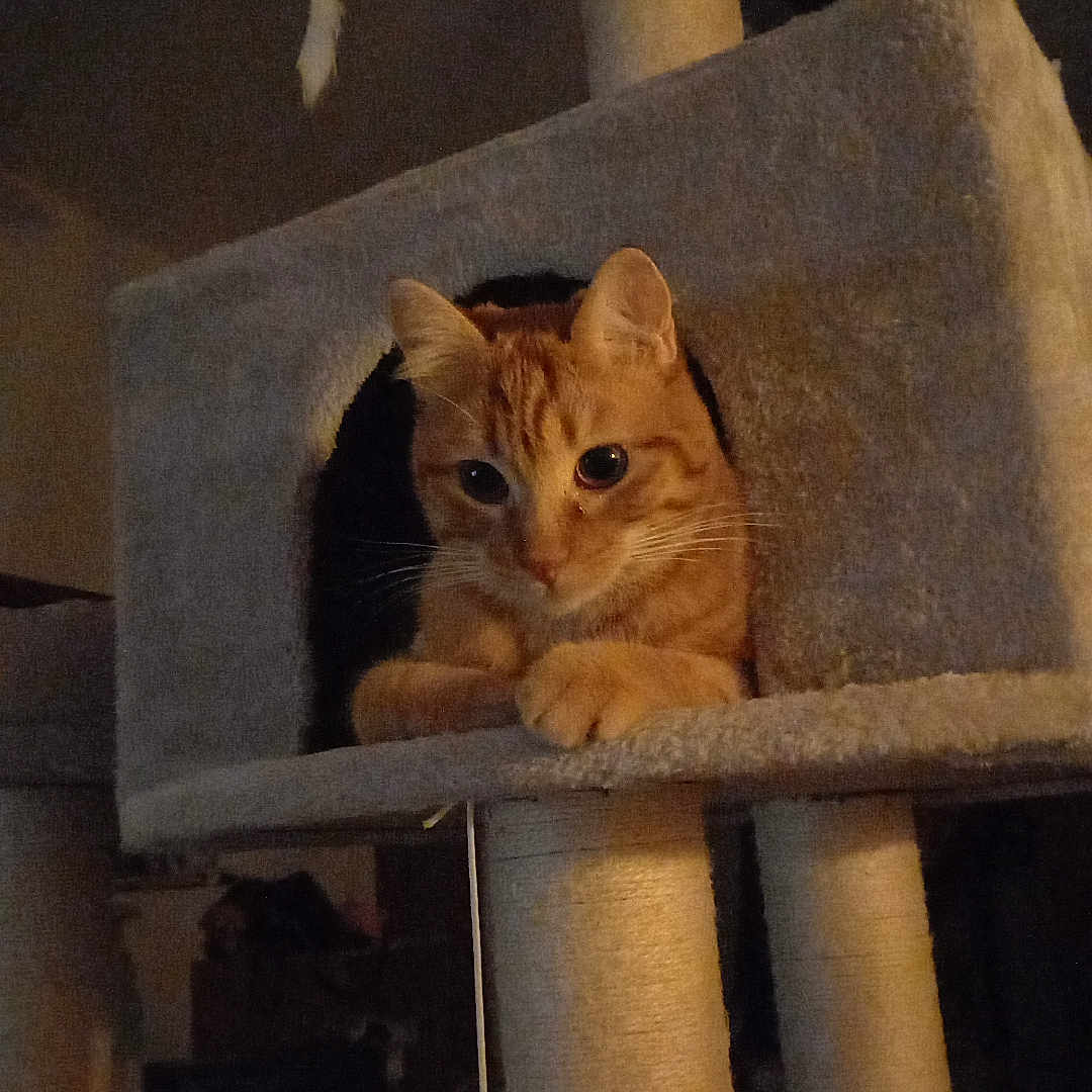 Arreau a rejoint le concours — aidez-le/la à gagner de superbes lots ! animal, cat, cat_condo, cat_tree, cozy, curious, ears, feline, fur, household, indoor, orange_tabby, paws, pet, playful, resting, scratching_post, sitting, toy_mouse, whiskers