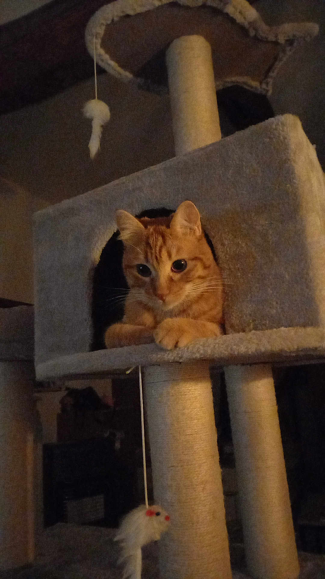 Arreau a rejoint le concours — aidez-le/la à gagner de superbes lots ! animal, cat, cat_condo, cat_tree, cozy, curious, ears, feline, fur, household, indoor, orange_tabby, paws, pet, playful, resting, scratching_post, sitting, toy_mouse, whiskers