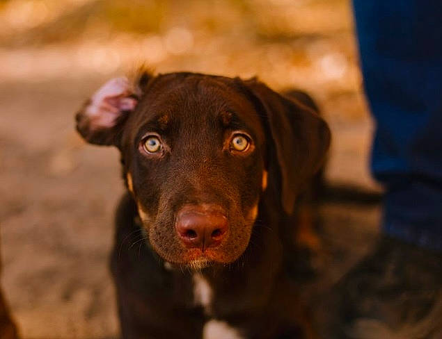 Rossi joined the competition — help win amazing prizes! borador, canidae, carnivore, companion_dog, dog, dog_breed, eye, fawn, fur, gun_dog, hunting_dog, labrador_retriever, liver, retriever, snout, sporting_group, terrestrial_animal, whiskers, wood, working_animal