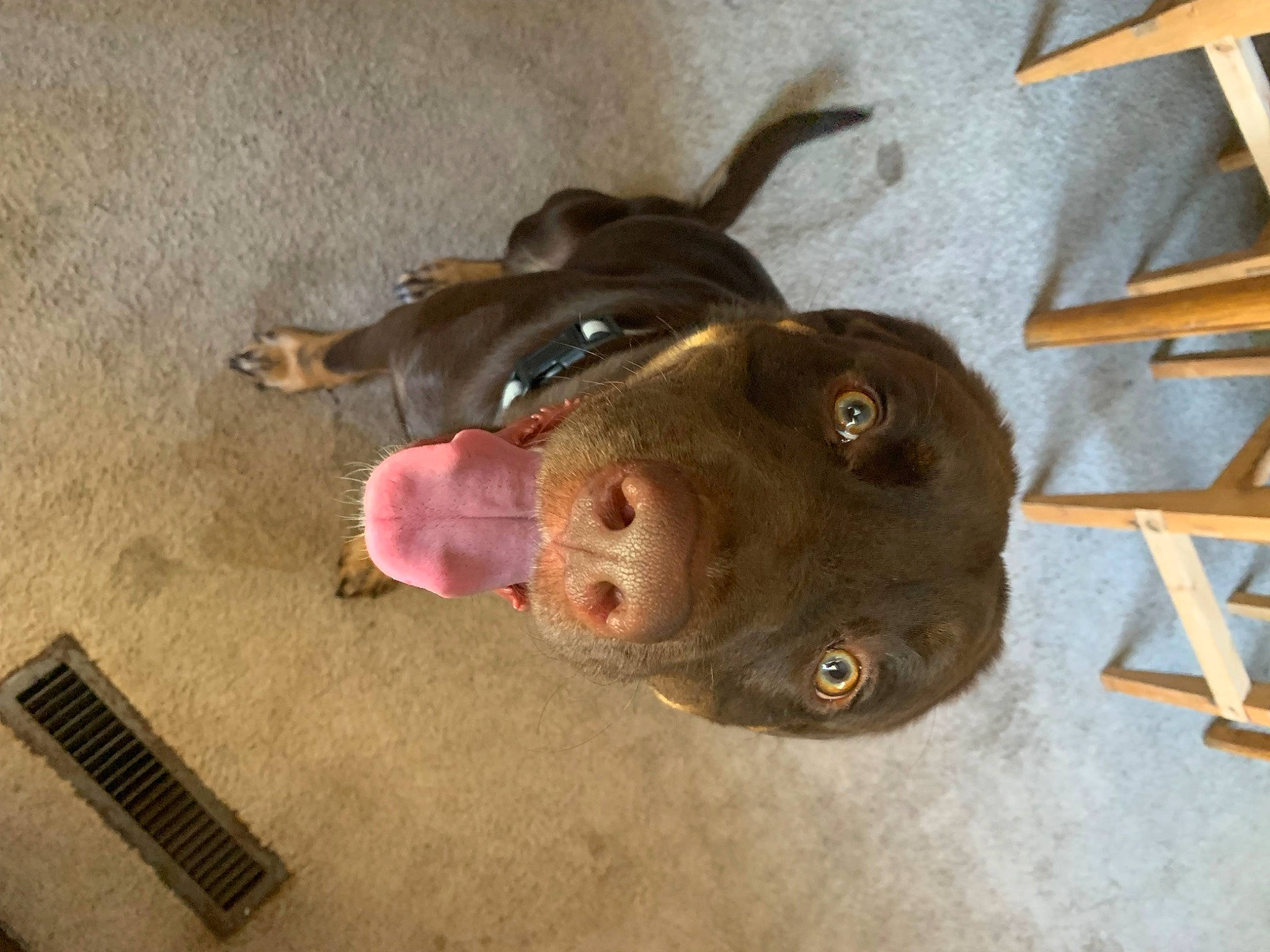 Rossi joined the competition — help win amazing prizes! canidae, carnivore, companion_dog, dog, dog_breed, fashion_accessory, fawn, fur, liver, metal, natural_material, non_sporting_group, personal_protective_equipment, pet_supply, snout, sporting_group, terrestrial_animal, whiskers, wood, working_animal