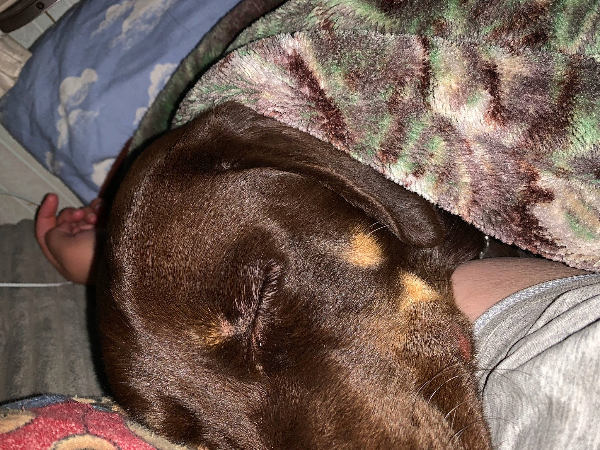 Rossi joined the competition — help win amazing prizes! canidae, carnivore, comfort, companion_dog, dog, dog_breed, fashion_accessory, fawn, fur, human_leg, liver, mammal, military_camouflage, nap, pattern, snout, sporting_group, textile, vertebrate, working_animal