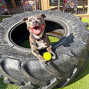 Lola joined the competition — help win amazing prizes! dog, smiling, tennis_ball, tire, outdoor, grass, sunlight, collar, pet, playful, happy, animal, fence, chair, patterned_fabric, daylight, tongue_out, paw, toy, leisure