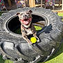 dog, smiling, tennis_ball, tire, outdoor, grass, sunlight, collar, pet, playful, happy, animal, fence, chair, patterned_fabric, daylight, tongue_out, paw, toy, leisure