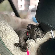 Ash joined the competition — help win amazing prizes! dog, sleeping, pet_bed, car_interior, cozy, relaxed, red_collar, furry_bed, resting, close_up, indoor, animal, canine, comfort, car_seat, seat_headrest, sleep, leash, young_dog, cute