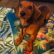 Tahia a rejoint le concours — aidez-le/la à gagner de superbes lots ! animal, brown_dog, collar, cushion, cute, dachshund, dog, domestic_animal, flamingo, floor, indoor, leaves, looking_up, lying_down, pattern, pet, portrait, puppy, small_dog, tropical
