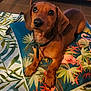animal, brown_dog, collar, cushion, cute, dachshund, dog, domestic_animal, flamingo, floor, indoor, leaves, looking_up, lying_down, pattern, pet, portrait, puppy, small_dog, tropical
