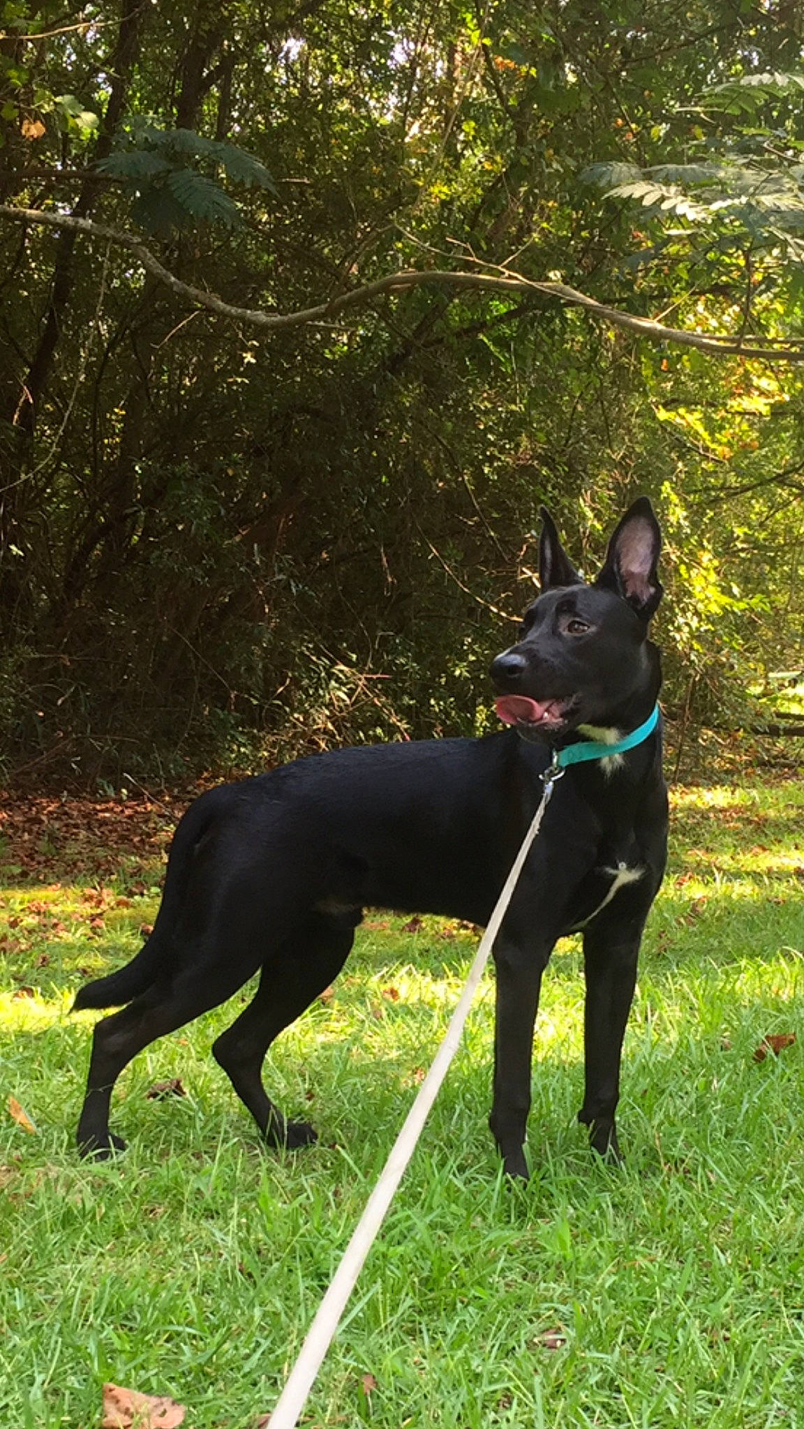 Raiden is registered to the contest to win money with this photo: canidae, carnivore, companion_dog, dog, dog_breed, dog_collar, dog_sports, grass, guard_dog, hunting_dog, non_sporting_group, plant, sporting_group, tail, terrestrial_animal, tree, working_animal, working_dog