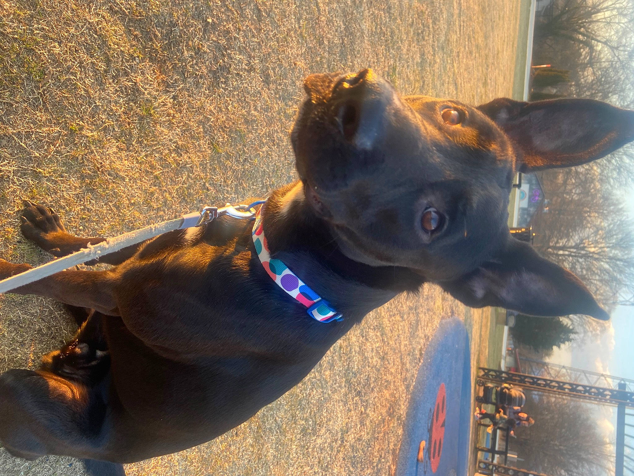 Raiden joined the competition — help win amazing prizes! art, canidae, carnivore, collar, companion_dog, dog, dog_breed, dog_collar, dog_supply, ear, electric_blue, fashion_accessory, fawn, guard_dog, leash, liver, pet_supply, whiskers, working_animal, working_dog