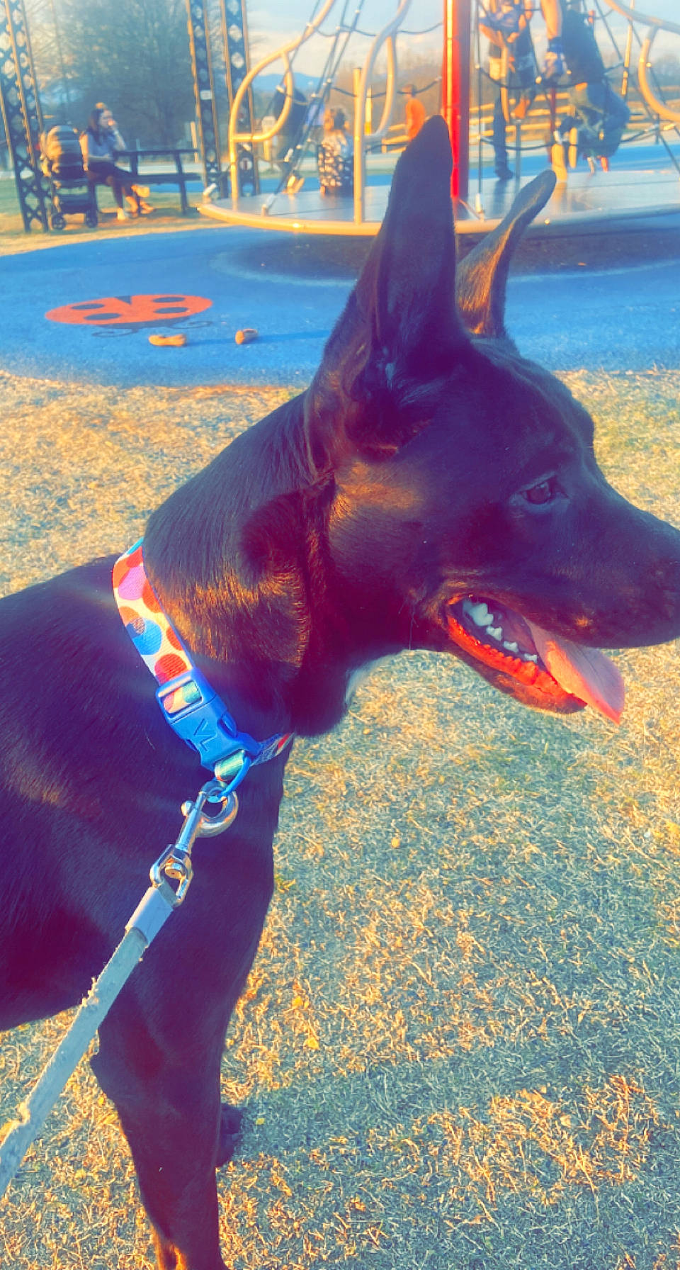 Raiden joined the competition — help win amazing prizes! art, canidae, carmine, carnivore, collar, companion_dog, cone, dog, dog_breed, dog_collar, dog_supply, electric_blue, fawn, foot, herding_dog, snout, sporting_group, terrestrial_animal, working_animal, working_dog