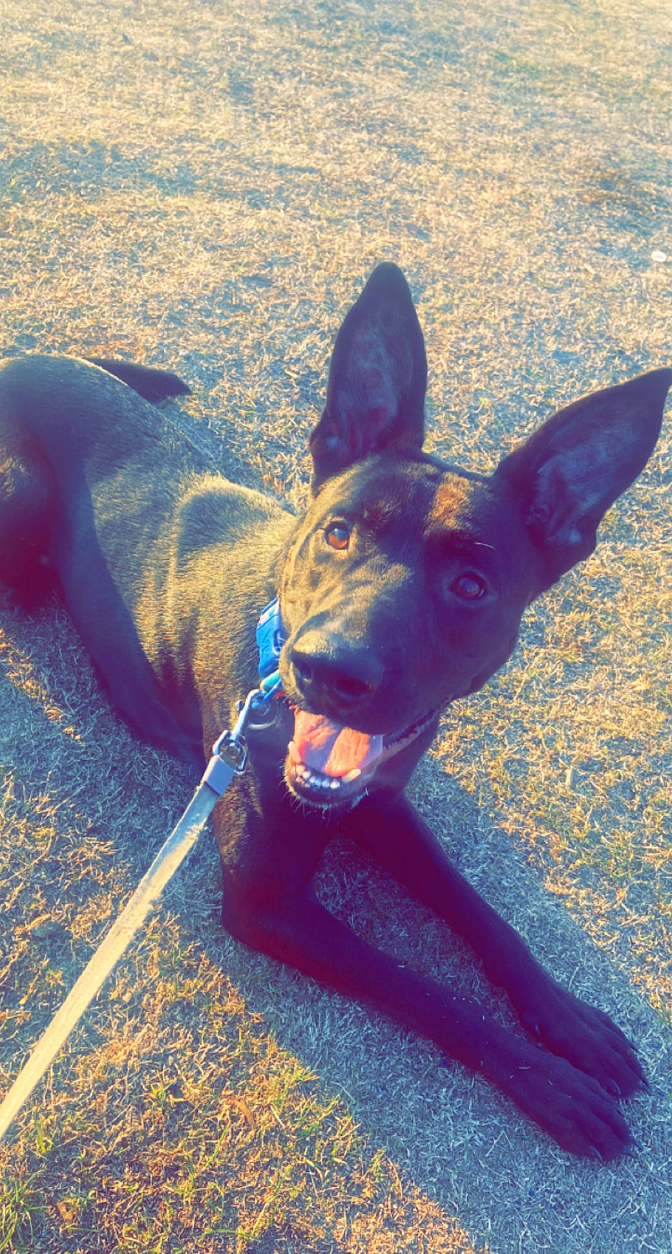 Raiden joined the competition — help win amazing prizes! art, carnivore, companion_dog, dog, dog_breed, electric_blue, fawn, felidae, grass, happy, mammal, metal, snout, sporting_group, tail, toy, vertebrate, whiskers, wood, working_animal