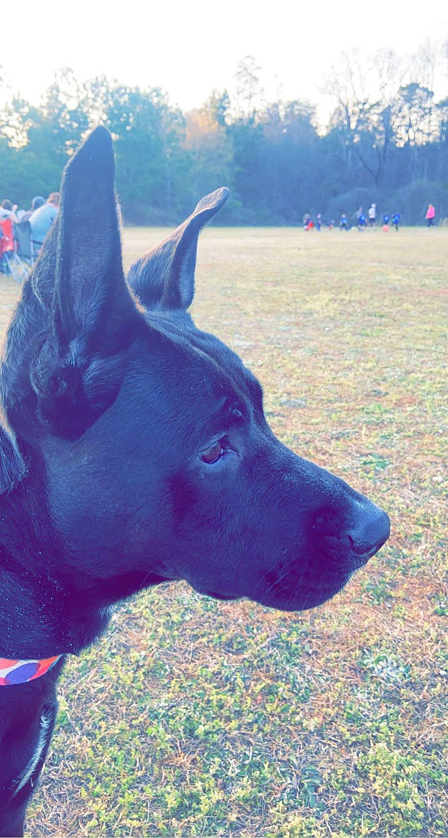 Raiden joined the competition — help win amazing prizes! canidae, carnivore, companion_dog, dog, dog_breed, dog_collar, electric_blue, eye, fawn, gesture, grass, grassland, happy, plant, sky, snout, sporting_group, tree, wilderness, working_animal