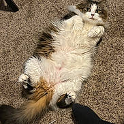 Tuna is registered to the contest to win money with this photo: animal, black_sock, brown_fur, carpet, cat, curious, cute, domestic, ears, feline, fluffy, foot, indoor, lying_down, paw, pet, relaxed, tail, whiskers, white_fur