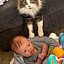 baby, baby_seat, carpet, cat, child, closeup, colorful_toys, couch, curious_cat, domestic_pet, fluffy_cat, furniture, gray_clothing, home, indoor, infant, playtime, relaxed, toy, yellow_eyes