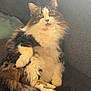 Tuna is registered to the contest to win money with this photo: animal, cat, closeup, couch, cozy, curious, domestic, face, feline, fluffy, fur, indoor, mammal, paw, pet, portrait, relaxed, sitting, tail, whiskers