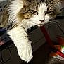 Tuna is registered to the contest to win money with this photo: animal, brown, cat, closeup, computer, desk, electronics, feline, fluffy, fur, home, indoor, lounge, paw, pet, relaxed, screen, sleepy, table, white