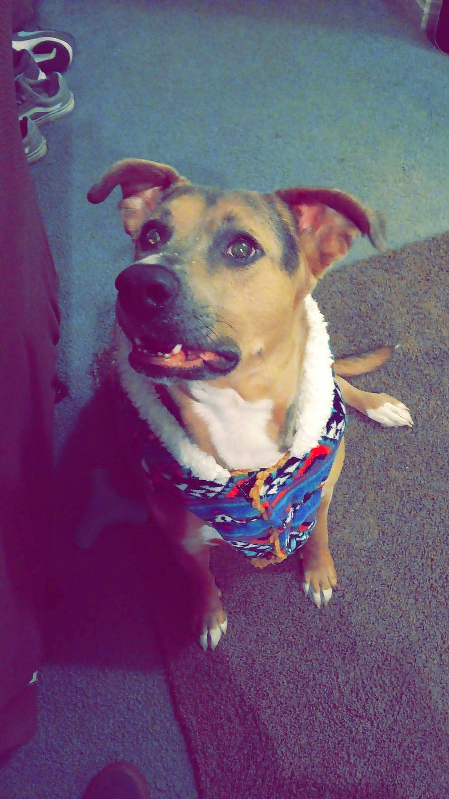 Daisy is registered to the contest to win money with this photo: canidae, carnivore, collar, companion_dog, dog, dog_breed, dog_clothes, dog_collar, dog_supply, electric_blue, fawn, guard_dog, leash, magenta, pet_supply, purple, snout, sporting_group, whiskers, working_animal