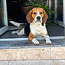 Marley a rejoint le concours — aidez-le/la à gagner de superbes lots ! animal, attention, beagle, calm, dog, doorway, ears, floor, fur, home, indoor, looking, lying_down, outdoor, pet, plant, porch, potted_plant, relaxed, tail