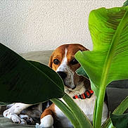 Marley participe au concours pour gagner de l'argent avec cette photo : animal, background, beagle, brown, collar, couch, curious, dog, face, green, hide_and_seek, home, indoor, leaf, paw, pet, plant, relaxing, resting, white