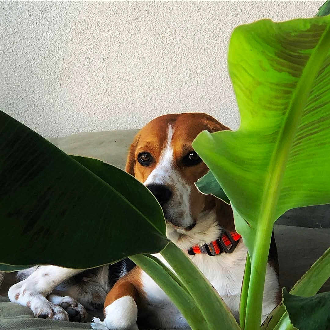 Marley