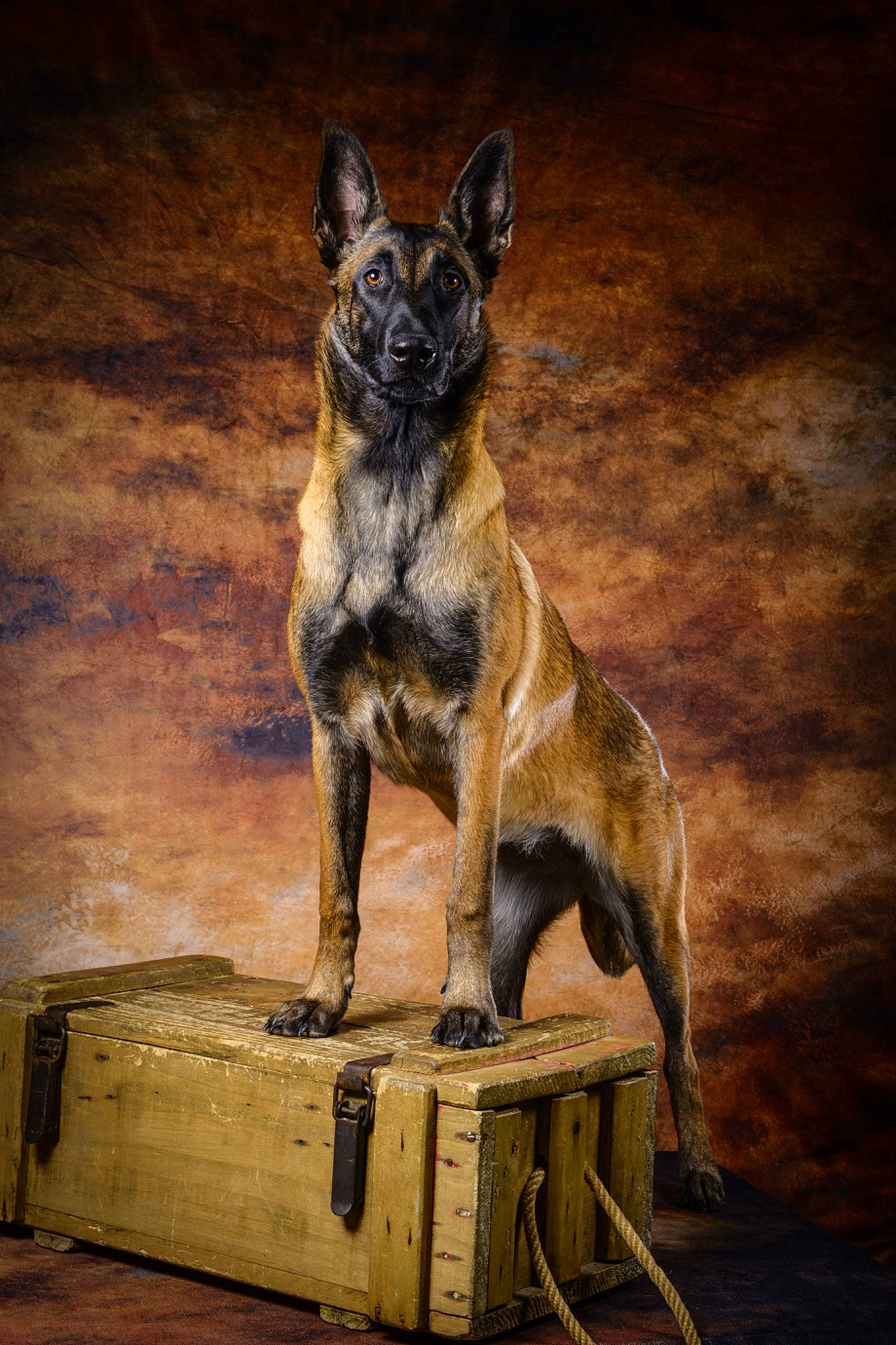 Nara a rejoint le concours — aidez-le/la à gagner de superbes lots ! alano_espanol, alaunt, belgian_shepherd, belgian_shepherd_malinois, canidae, carnivore, dog, dog_breed, dutch_shepherd_dog, fawn, german_shepherd_dog, mammal, police_dog, snout, vertebrate, working_dog
