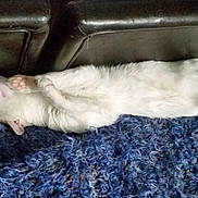 Spunky joined the competition — help win amazing prizes! cat, cat_like_mammal, dog_breed_group, fauna, fur, nap, paw, small_to_medium_sized_cats, tail, whiskers