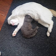 Spunky And Betty joined the competition — help win amazing prizes! carnivoran, cat, cat_like_mammal, dog_breed, dog_breed_group, dog_like_mammal, non_sporting_group, paw, puppy, skin, small_to_medium_sized_cats, tail, whiskers