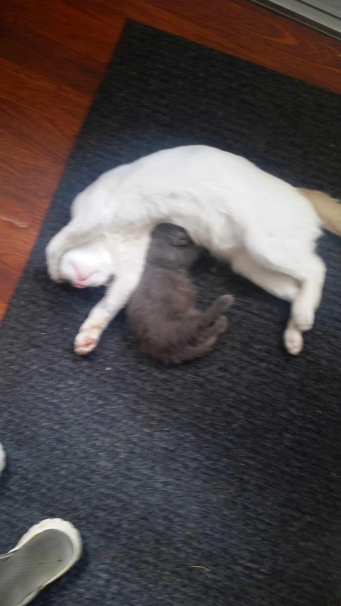 Spunky And Betty