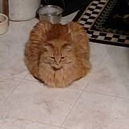Bambam is registered to the contest to win money with this photo: cat, orange_cat, fluffy, loaf, floor, tiled_floor, indoor, pet, animal, feline, fur, sitting, cozy, bucket, metal_bowl, rug, checkered_rug, home, domestic, quiet