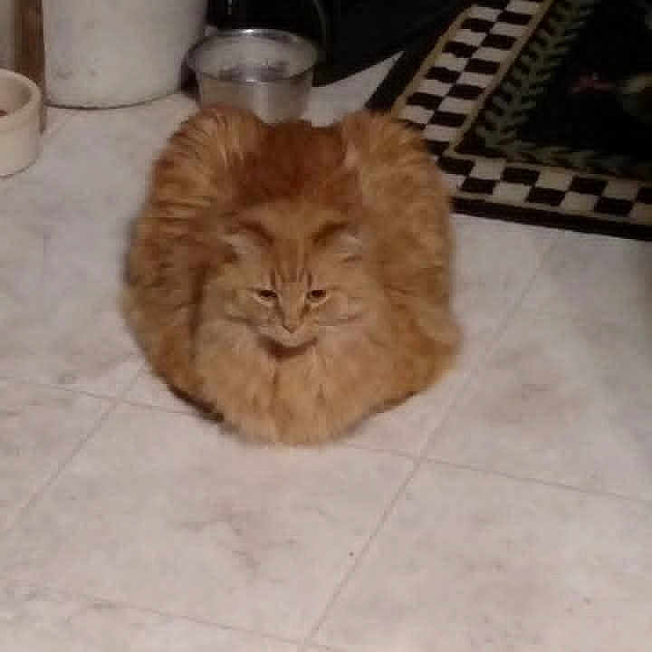 Bambam is registered to the contest to win money with this photo: cat, orange_cat, fluffy, loaf, floor, tiled_floor, indoor, pet, animal, feline, fur, sitting, cozy, bucket, metal_bowl, rug, checkered_rug, home, domestic, quiet