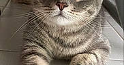 Grisou a rejoint le concours — aidez-le/la à gagner de superbes lots ! cat, tabby, gray_cat, pet, animal, feline, portrait, close_up, front_view, wide_eyes, yellow_eyes, whiskers, striped_fur, paws, lying_down, indoor, tile_floor, chair, cute, photography