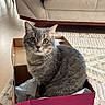 Grisou participe au concours pour gagner de l'argent avec cette photo : cat, gray_cat, pet, animal, sitting, cardboard_box, pink_box, indoors, living_room, sofa, couch, blanket, rug, carpet, wood_floor, home, portrait, alert, whiskers, cozy