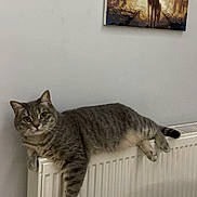 Grisou participe au concours pour gagner de l'argent avec cette photo : cat, tabby_cat, pet, feline, animal, whiskers, ears, eyes, striped_fur, gray_fur, relaxed, lounging, radiator, indoor, home, wall, painting, woodland_art, portrait, cozy