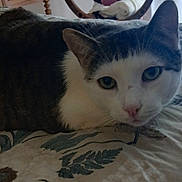 émeraude a rejoint le concours — aidez-le/la à gagner de superbes lots ! cat, tabby_cat, white_cat, pet, animal, feline, green_eyes, blue_eyes, whiskers, ears, fur, lying_down, bed, bedspread, bedroom, indoor, home, window, portrait, relaxed